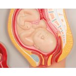 Fetal development