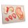 Fetal development