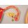 Fetal development
