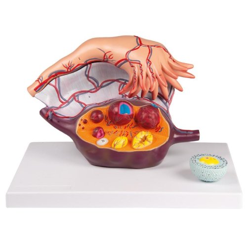 Ovary Structure