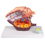 Ovary Structure
