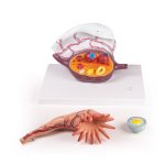 Ovary Structure