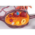 Ovary Structure