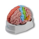 Functional and regional brain model, life-size, 5-parts -...