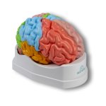 Functional and regional brain model, life-size, 5-parts