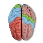 Functional and regional brain model, life-size, 5-parts