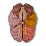 Gehirn-Modell, funktionell/regional, 5-teilig