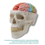 Functional and regional brain model, life-size, 5-parts - EZ Augmented Anatomy