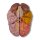 Gehirn-Modell, funktionell/regional, 5-teilig - EZ Augmented Anatomy
