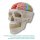 Gehirn-Modell, funktionell/regional, 5-teilig - EZ Augmented Anatomy
