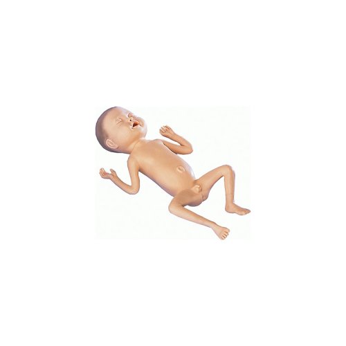 Premature Infant Model