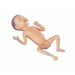 Frühgeborenen-Modell