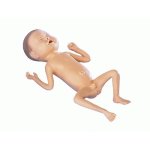 Premature Infant Model