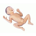 Premature Infant Model