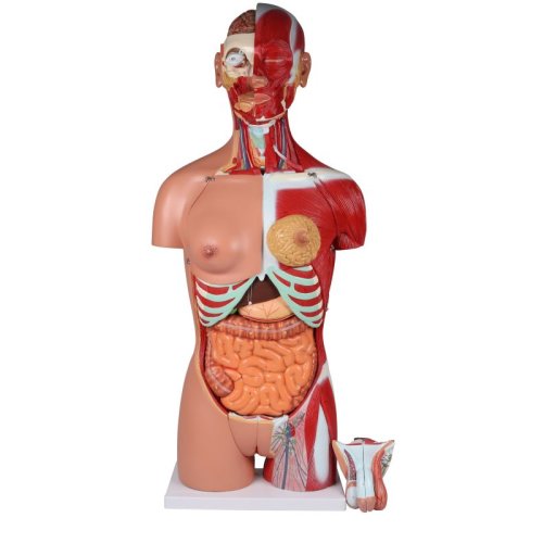 Torso model with open back, dual sex, 28 parts