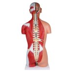 Torso model with open back, dual sex, 28 parts