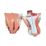 Torso model with open back, dual sex, 28 parts