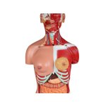 Torso model with open back, dual sex, 28 parts