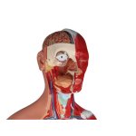 Torso model with open back, dual sex, 28 parts