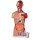 Torso model with open back, dual sex, 28 parts