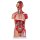 Torso model with open back, dual sex, 28 parts