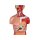 Torso model with open back, dual sex, 28 parts