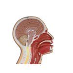 NG-Sonden- und Tracheostomie Torso lebengroß