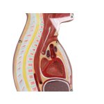 NG-Sonden- und Tracheostomie Torso lebengroß