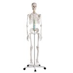 Didactic skeleton model "Oscar"