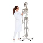 Skelett-Modell "Oscar"