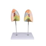 Lung model, didactic, 2-part