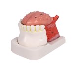 Zungen- und Zahnmodell, lebensgroß, 4-teilig