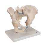 Becken-Modell, m&auml;nnlich, 3-tlg - 3B Smart Anatomy