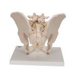 Becken-Modell, m&auml;nnlich, 3-tlg - 3B Smart Anatomy