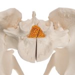 Pelvis Skeleton Model, Male, 3 part - 3B Smart Anatomy