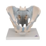 Pelvis Skeleton Model with Ligaments, Male, 2 part - 3B...