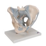 Becken-Modell, m&auml;nnlich mit B&auml;ndern, 2-tlg - 3B Smart Anatomy