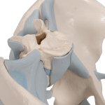 Becken-Modell, männlich mit Bändern, 2-tlg - 3B Smart Anatomy