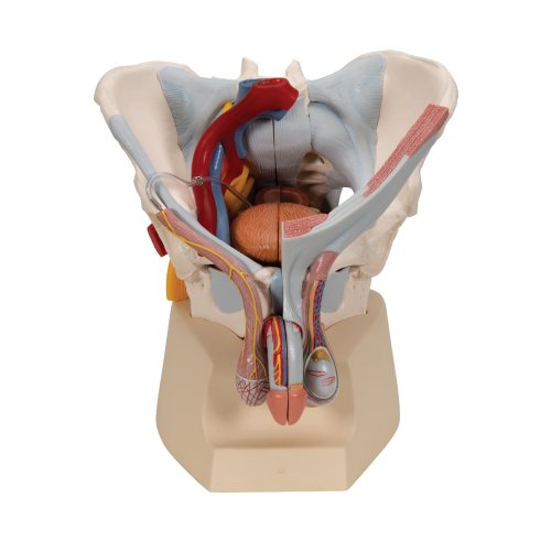 Becken-Modell, männlich mit Bändern, Gefäßen, Nerven, Beckenboden & Organen, 7-tlg - 3B Smart Anatomy