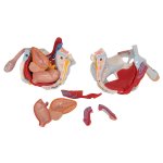 Becken-Modell, männlich mit Bändern, Gefäßen, Nerven, Beckenboden & Organen, 7-tlg - 3B Smart Anatomy