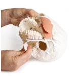 Schädelmodell für Zahnmedizin mit CMD Syndrom, 8-teilig