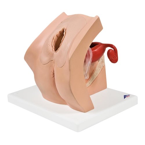 Model for Gynecological Patient Education - 3B Smart Anatomy
