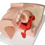 Gyn&auml;kologisches Trainings-Modell zur Patientenaufkl&auml;rung - 3B Smart Anatomy