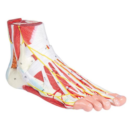 Anatomy of the Foot, 9 parts
