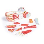 Anatomy of the Foot, 9 parts