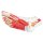 Anatomy of the Foot, 9 parts