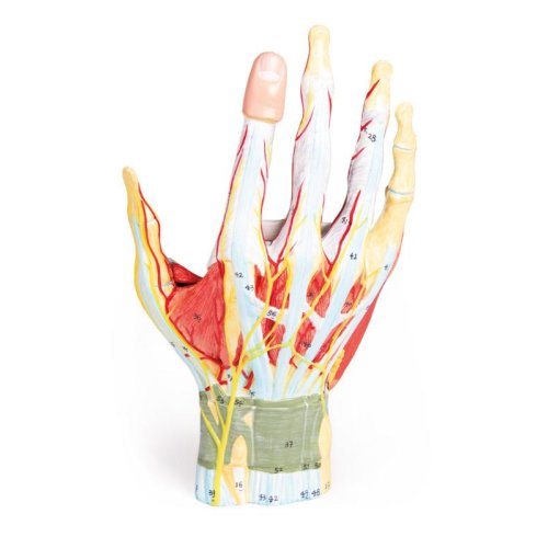 Regional anatomy of the hand, 7 parts