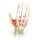 Regional anatomy of the hand, 7 parts