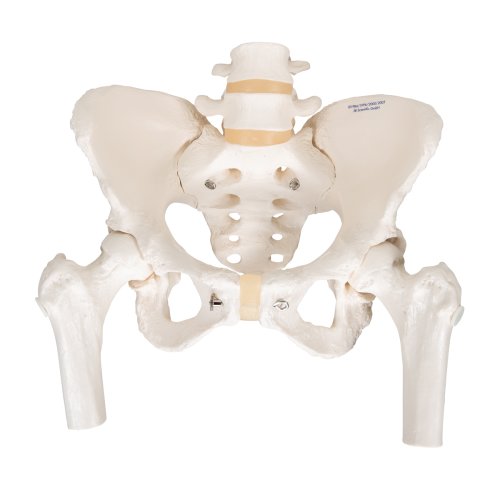 Becken-Skelett-Modell, weiblich, mit Oberschenkelstümpfen - 3B Smart Anatomy