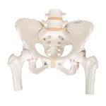 Pelvis Skeleton Model, Female with Movable Femur Heads -...
